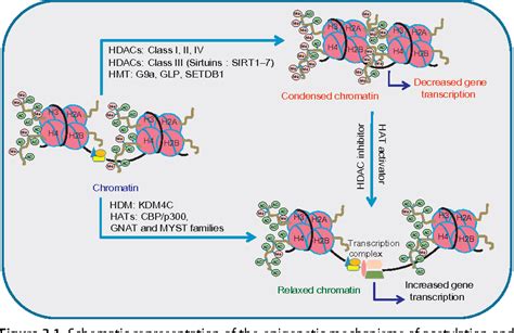 Figure 3.1 from The epigenetic landscape of alcoholism. | Semantic Scholar