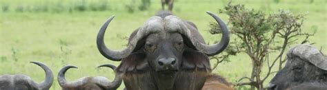 11 Types of Buffalo: Facts and Photos