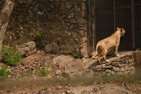 Lion at Assam State Zoo . Guwahati Assam Kaziranga Editorial Photo ...