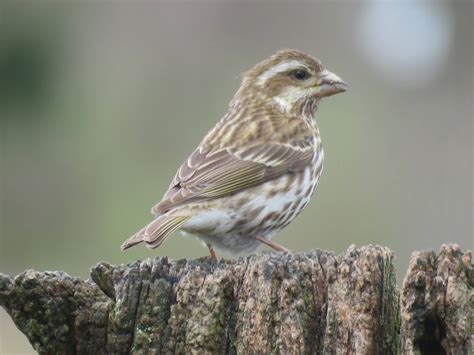 Ohio Birds - Help Me Identify a North American Bird - Whatbird Community