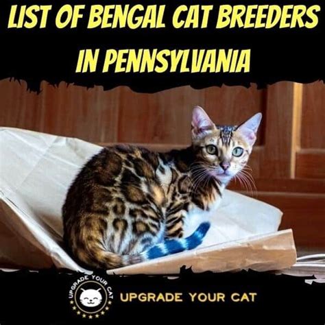 Bengal Cat Breeders in Pennsylvania | Kittens & Cats for Sale