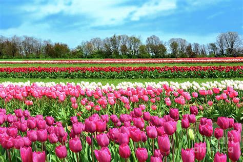 Tulips- Row after Row Photograph by Regina Geoghan - Fine Art America