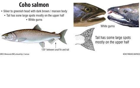 How to distinguish between Chinook salmon, Coho salmon and Steelhead trout - Duluth News Tribune ...