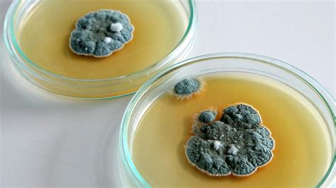 BBC Learning English - 6 Minute English / Penicillin: breaking the mould