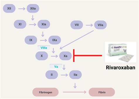 Rivaroxaban Mechanism Of Action