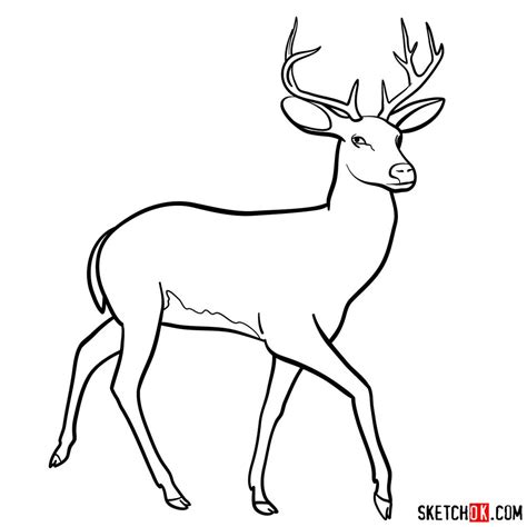 How to draw a deer - Sketchok easy drawing guides