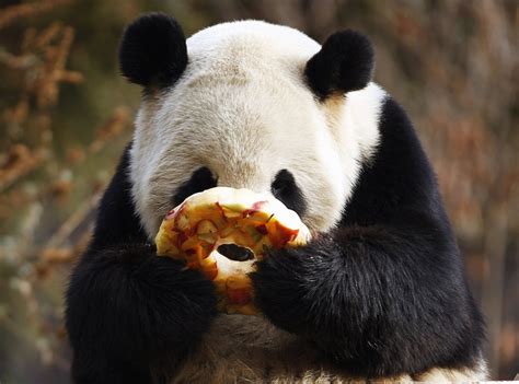 Giant Panda Eating Pancake in Dujiangyan Base, Giant Panda Photos ...