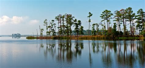 Blackwater National Wildlife Refuge | Stephen L Tabone Nature Photography