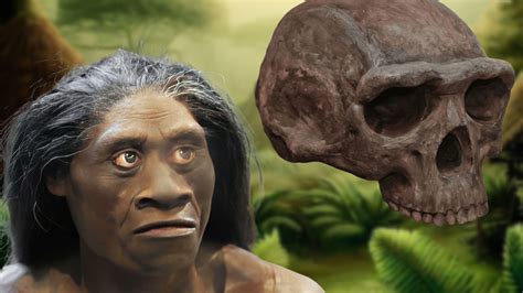 Homo Floresiensis Skull