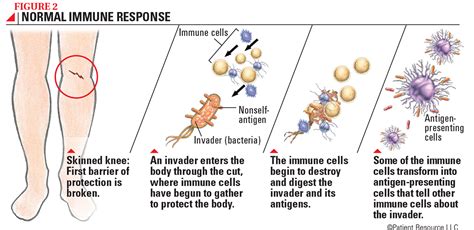 The Immune System – Patient CONNECT - Society for Immunotherapy of Cancer (SITC)