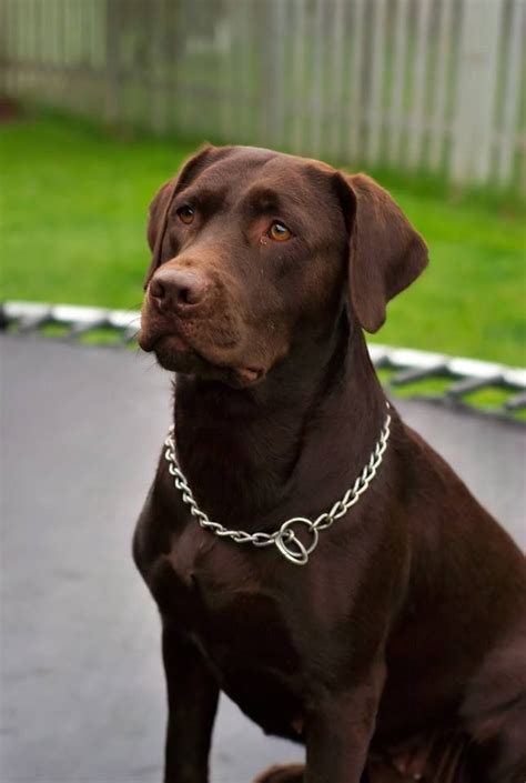 Incredible | Lab puppies, Chocolate labrador retriever, Labrador retriever