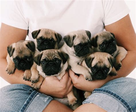 cute little pug puppies | Therapy dogs, Dogs, Cute animals