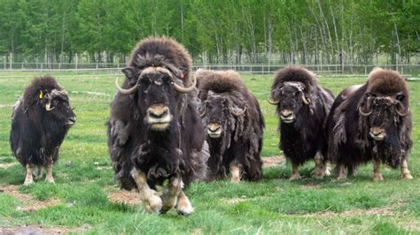 Muskox Get Shaggy - Yukon Wildlife Preserve