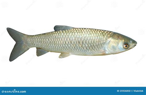 The White Amur Or Grass Carp. Stock Photo - Image: 25926850