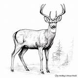 Mule Deer Coloring Pages  Free & Printable sketch template