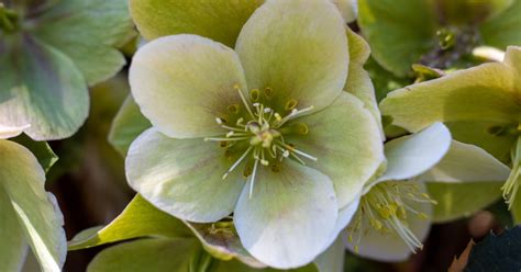 5 Stunning Lenten Rose Varieties to Add to Your Garden | HappySprout