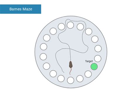 Barnes Maze 2 | BioRender Science Templates