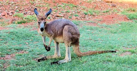 Macropodidae – Ausemade