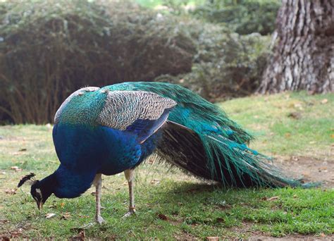 Peacock Free Stock Photo - Public Domain Pictures