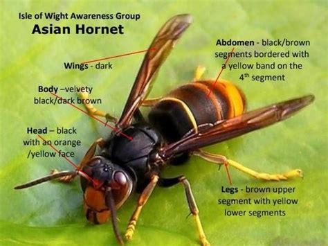 Asian hornet identified in Hampshire - Sussex & Surrey Coppice Group