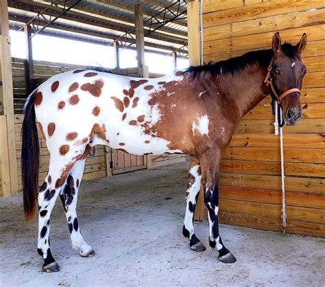 Appaloosa Blanket