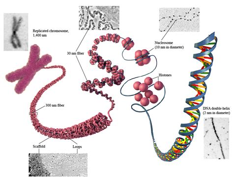 Alexandra Gordon - Chromosomes, Chromatin and DNA