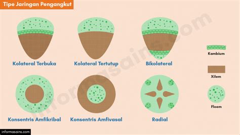 Macam-macam dan Tipe Jaringan Pengangkut (Vaskuler) - InformasainsEdu