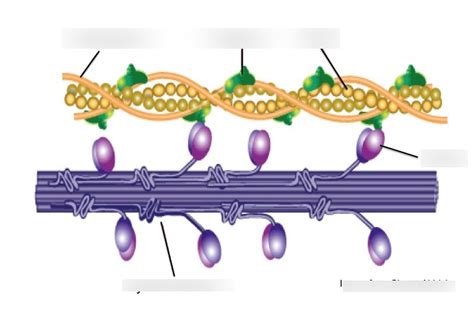 actin + myosin Diagram | Quizlet