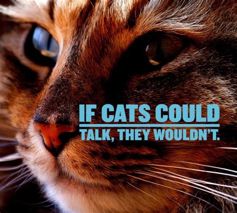 Cat Quotes: 25 Sayings Only Cat Lovers will Understand: