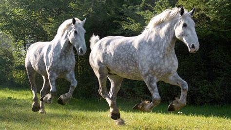 Percheron: the heavy draft horse combining elegance and power