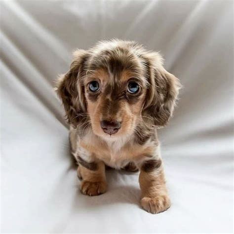 Dapple Dachshund in 2020 | Cute dogs and puppies, Dachshund puppies ...