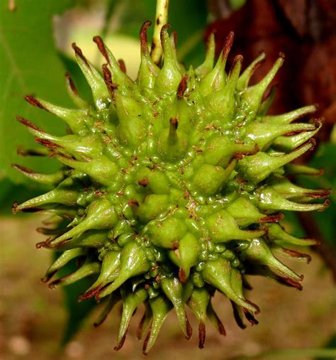 Sweetgum fruit, full size but not mature | A fruit of a swee… | Flickr