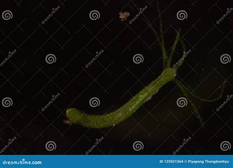 Hydra Under the Microscope for Education. Stock Photo - Image of ...