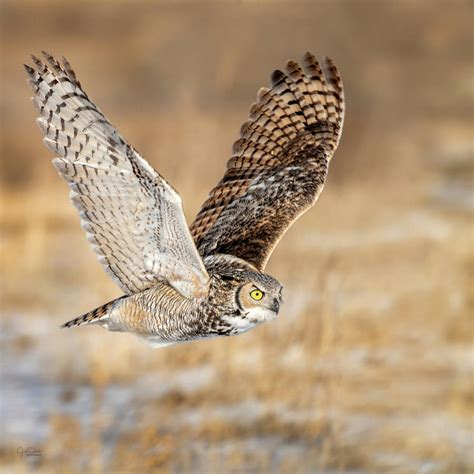 Great Horned Owl in Flight Photograph by Judi Dressler - Fine Art America