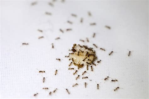 How To Get Rid Of Ants In The Kitchen - HomeImprovementAll