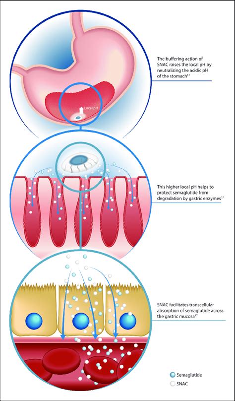 Semaglutide Mechanism