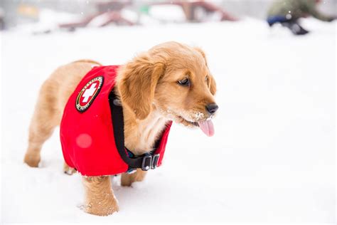 Avalanche Rescue Dogs - Colorado Wilderness Rides and Guides