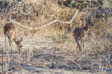 oribi mammal reproduction in the kruger national park of south africa Stock Photo | Adobe Stock