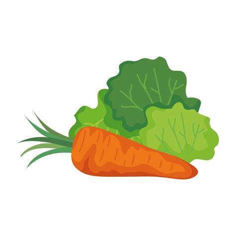 carrot and lettuce vegetable vector design 1894373 Vector Art at Vecteezy