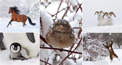 14 Images Of Snowy Animals In Winter That Will Delight You