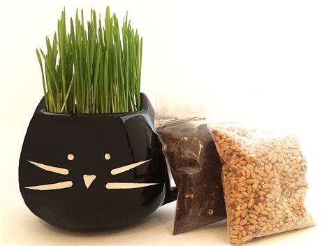 100% Organic cat grass kit/pet grass kit with cat grass planter. Natural hairball remedy for ...