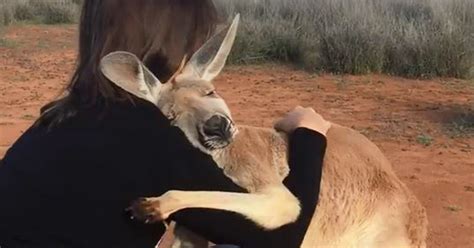 Rescued Kangaroo Hugs Her Rescuers Every Day, And The Internet Can’t Handle It | Bored Panda