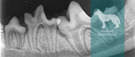 Interpretation of Dental Radiographs in Dogs and Cats, Part 2: Normal Variations and Abnormal ...