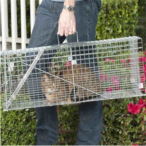 Trapping Feral Cats - The Best Way To Trap Stray Cats