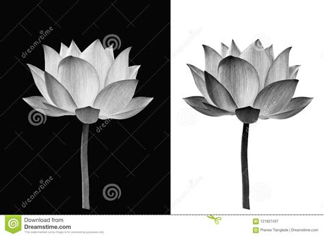 Lotus Flower on Black and White Background Stock Image - Image of fresh, elegance: 121827437