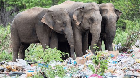 Effects Of Plastic Pollution On Animals