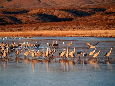 B is for Bosque del Apache! #NMAtoZ Bosque del Apache National Wildlife Refuge is well-known as ...