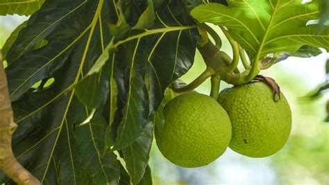 Versatile breadfruit used for savory, sweet foods