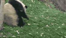 Rollin Panda Rolling GIF - Rollin Panda Panda Rolling - Discover ...