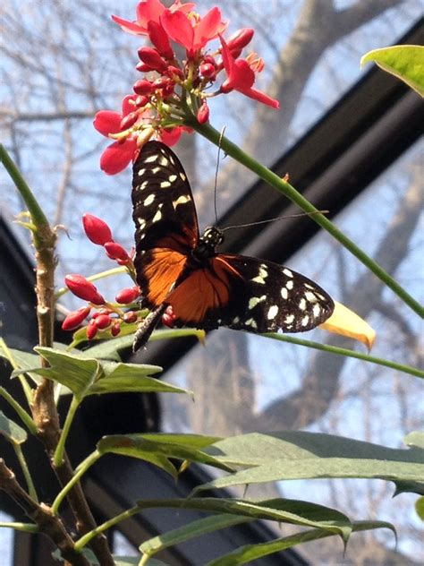 St. Louis Zoo Butterfly house | St louis missouri, Animal photography, Butterfly house